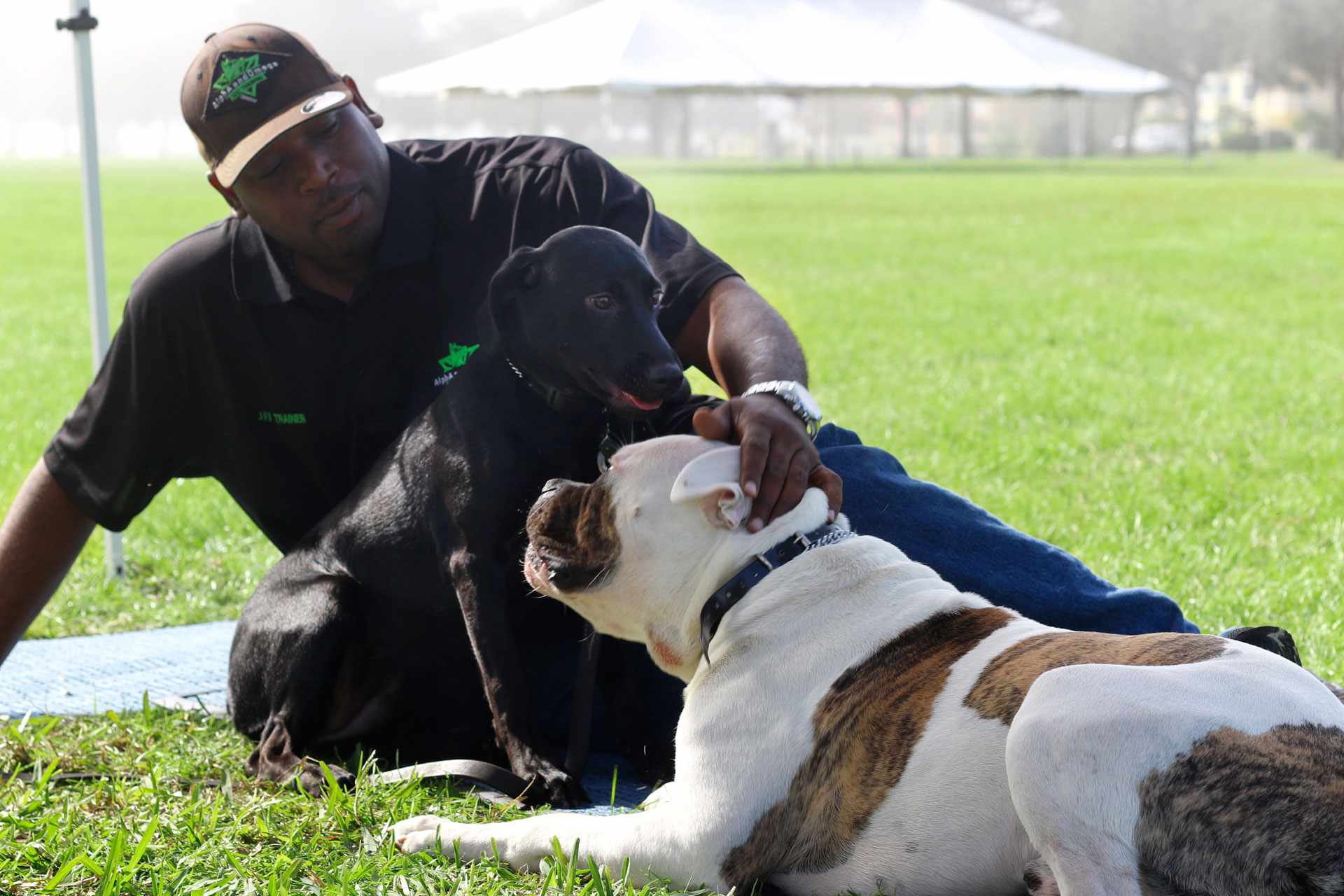 AlphA and Omega Dog Training - Miami
