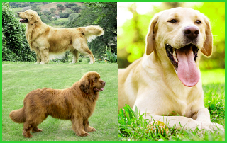 Three Best Dog Breeds For a Family