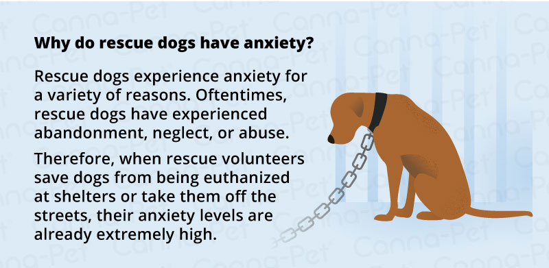 Common Anxieties of Rescue Dogs: Identifying & Treating Problem Behaviors.