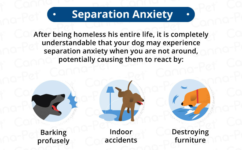 Enrichment For Dogs With Separation Anxiety - Faunalytics