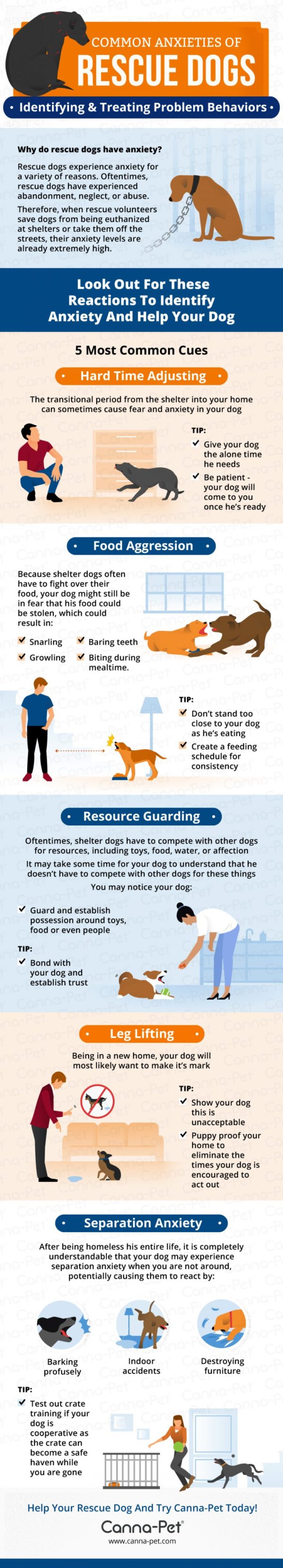 Common Anxieties of Rescue Dogs: Identifying & Treating Problem Behaviors.