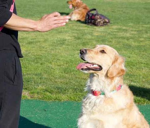 alpha omega dog training