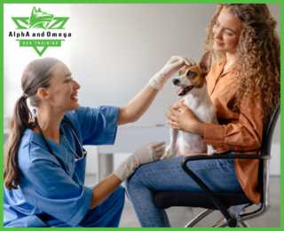 how to find a good vet for your dog