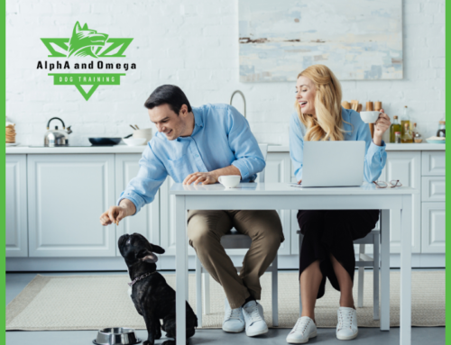 Building a Kitchen Confidence Zone for Your Dog