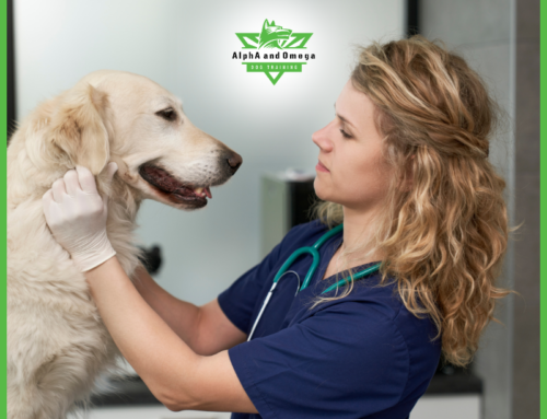 Dog Trick Training To Improve Vet Visits