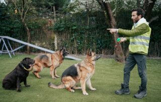 Dog Obedience Training